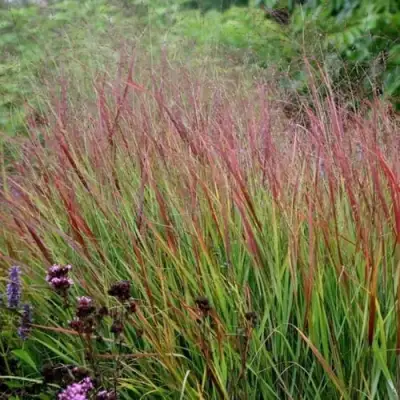 Просо РЕБРАУН прутьевидное в Сморгони