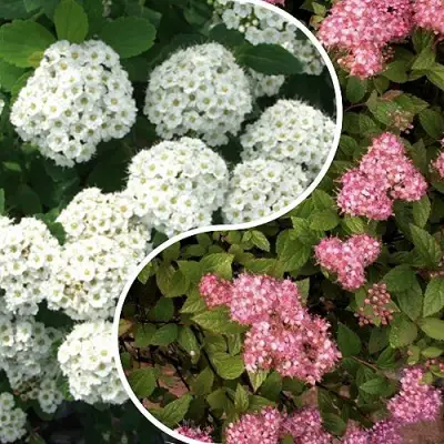 Комплект ТАЛАНТЛИВЫЙ САДОВОД в Сморгони