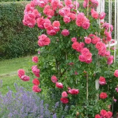 Роза РОЗАРИУМ ЮТЕРСОН плетистая в Сморгони