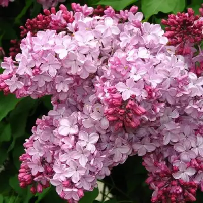 Сирень ЭСТЕР СТЕЙЛИ в Сморгони