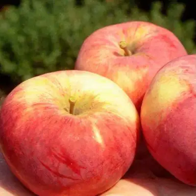 Яблоня ОРЛОВИМ в Сморгони