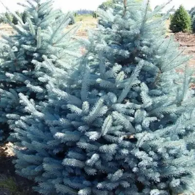 Ель ГЛАУКА колючая в Сморгони