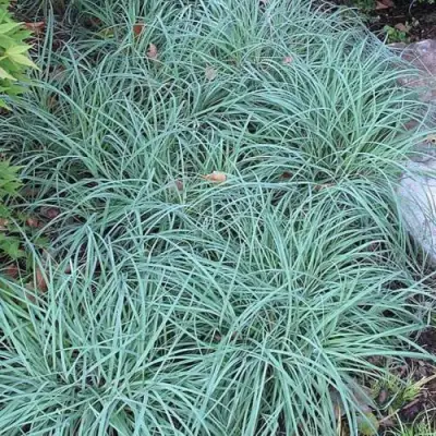 Осока БЛЮ ЗИНГЕР в Сморгони