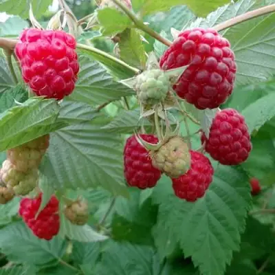 Малина ПРОСТО ПРЕЛЕСТЬ (СТОЛЕШНИК) в Сморгони