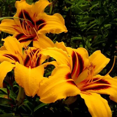 Лилейник БОНАНЗА гибридный в Сморгони