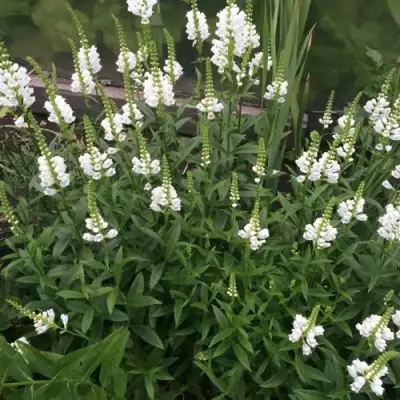 Физостегия АЛЬБА виргинская в Сморгони