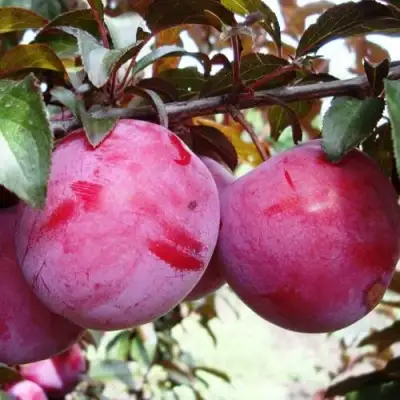 Слива ЛАМА в Сморгони