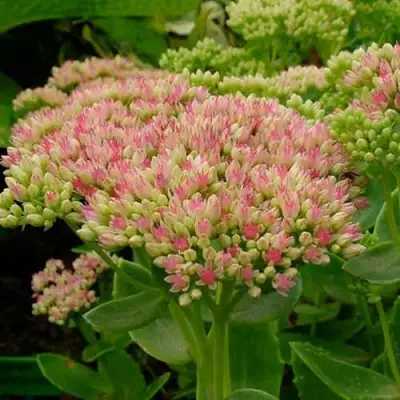 Очиток (седум) БРИЛЛИАНТ в Сморгони