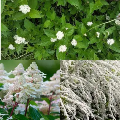 Комплект СКАНДИНАВСКИЙ СТИЛЬ в Сморгони