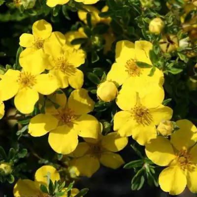 Лапчатка ХАКМАНС ГИГАНТ кустарниковая в Сморгони