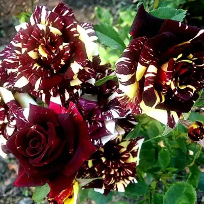 Роза ФОКУС ПОКУС флорибунда в Сморгони