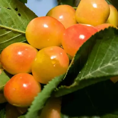 Дюк (черевишня) БЕЛОЧКА в Сморгони