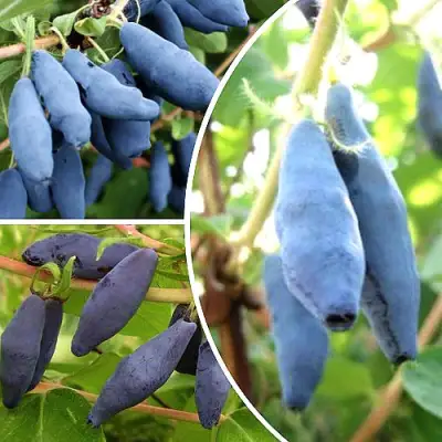 Комплект СЛАДКИЕ ХИТЫ в Сморгони