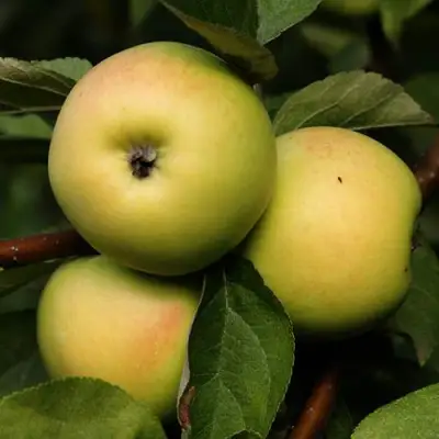 Яблоня ДАНИЛА в Сморгони