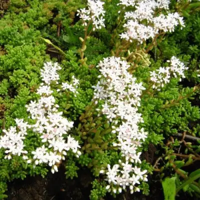 Очиток (седум) ХЛОРОТИКУМ белый в Сморгони