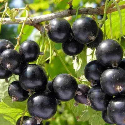 Смородина чёрная НЕСТЕР КОЗИН в Сморгони