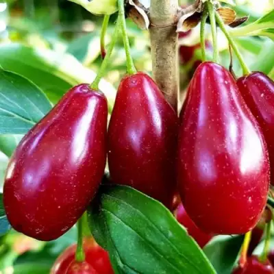 Кизил ВЛАДИМИРСКИЙ в Сморгони