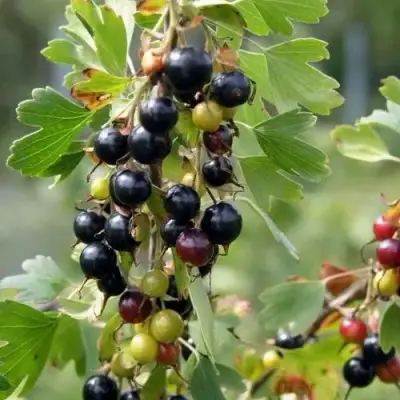 Смородина золотистая ПЛОТНОМЯСАЯ в Сморгони