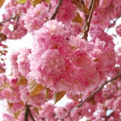 САКУРА  в Сморгони