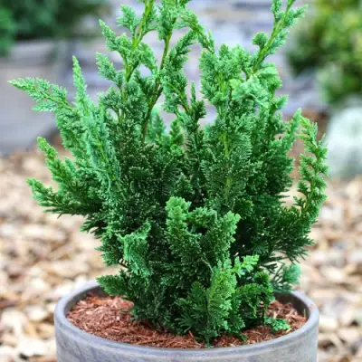 Кипарисовик ВИСЕЛЛИ лавсона в Сморгони