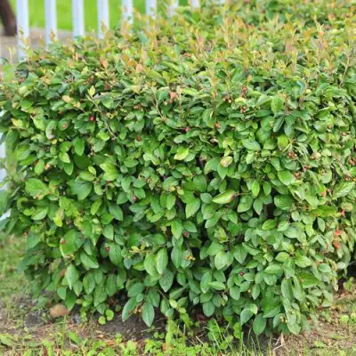 Кизильник блестящий в Сморгони