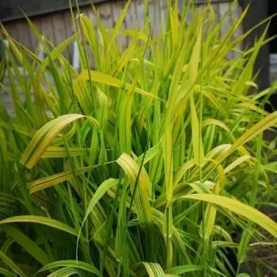 Фалярис АРКТИК САН тростниковый в Сморгони