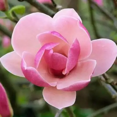 Магнолия РУСТИКА РУМБА в Сморгони