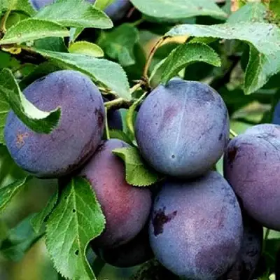 Слива ВЕНГЕРКА БЕЛОРУССКАЯ в Сморгони