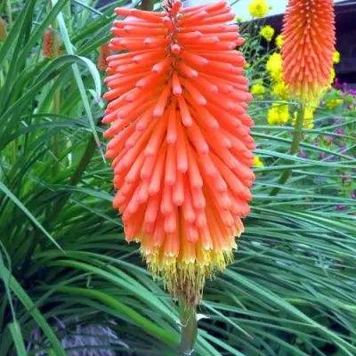 Книфофия БЕНГАЛ ФАЕР гибридная в Сморгони