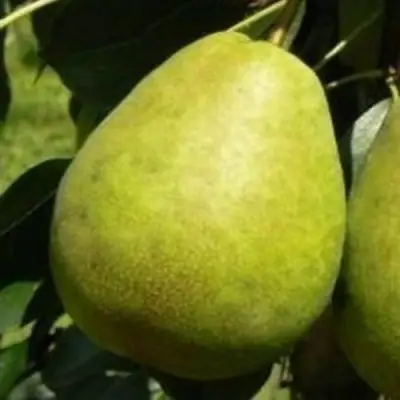 Груша ЛАГОДНАЯ в Сморгони