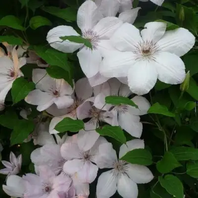 Клематис ИОАНН ПАВЕЛ 2 в Сморгони