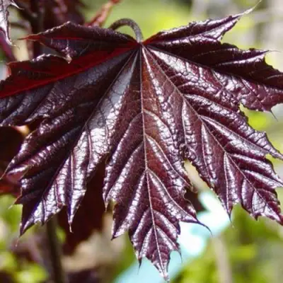 Клен КРИМСОН КИНГ остролистный в Сморгони