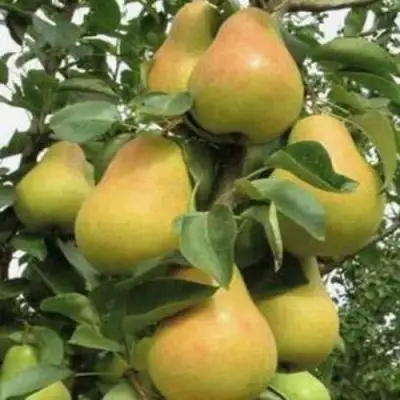 Груша ЛЮБИМИЦА ЯКОВЛЕВА в Сморгони