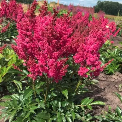 Астильба ЛАКИ ДЕЙ Арендса в Сморгони