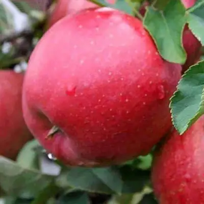 Яблоня ЧЕМПИОН в Сморгони