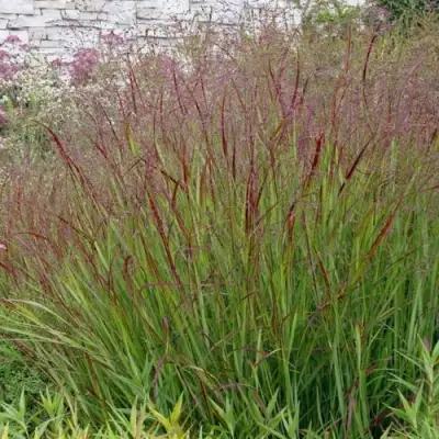 Просо ШЕНАНДО прутьевидное в Сморгони