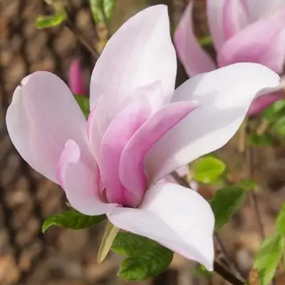 Магнолия БЕТТИ в Сморгони