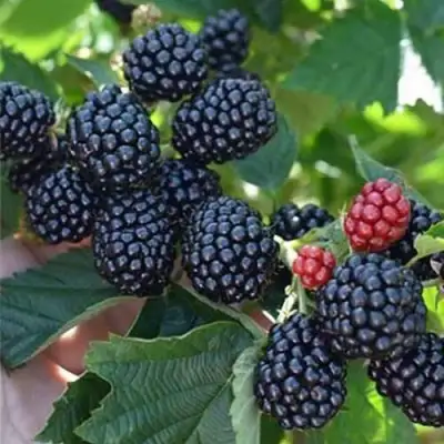 Ежевика ПОЛАР бесшипная  в Сморгони