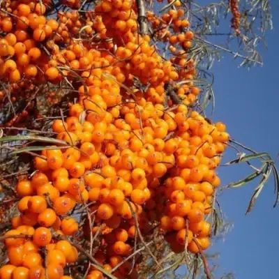 Облепиха СУДАРУШКА в Сморгони