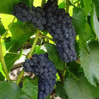 Виноград ВЭЛИАНТ в Сморгони