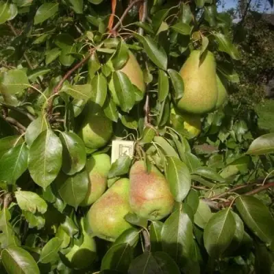 Груша БЕРЕ ЛЮКА в Сморгони