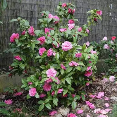 Камелия ДЕББИ в Сморгони