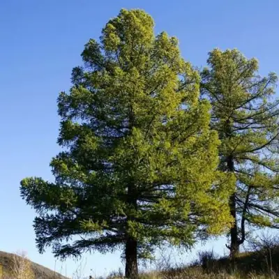Лиственница сибирская в Сморгони