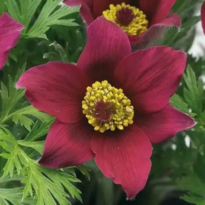 Прострел ПИНВИЛ РЕД ШЕЙДЕС в Сморгони