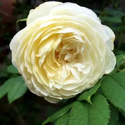 Роза КЛЭР ОСТИН английская в Сморгони