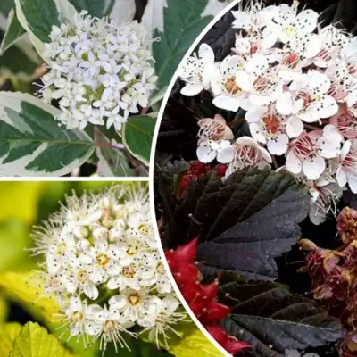 Комплект ЯРКАЯ ВСПЫШКА в Сморгони