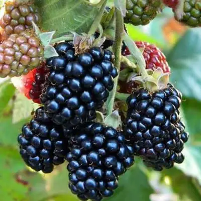 Ежевика ДЖАМБО бесшипная  в Сморгони