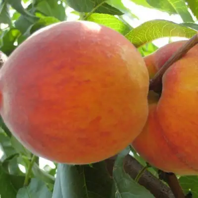 Персик СОЧНЫЙ в Сморгони