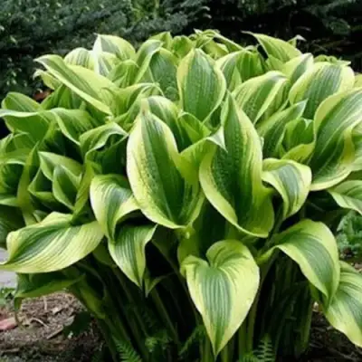 Хоста АУРЕОМАРГИНАТА в Сморгони