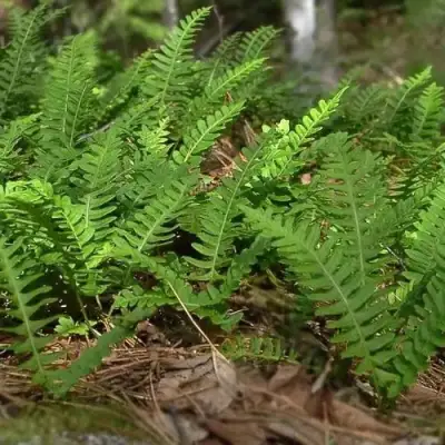 Многоножка обыкновенная в Сморгони